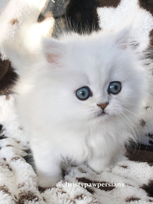 kittenliasdjfl-iasdufio_orig