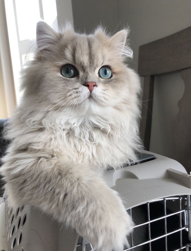Blue Golden and Shaded Silver Persian kittens for sale